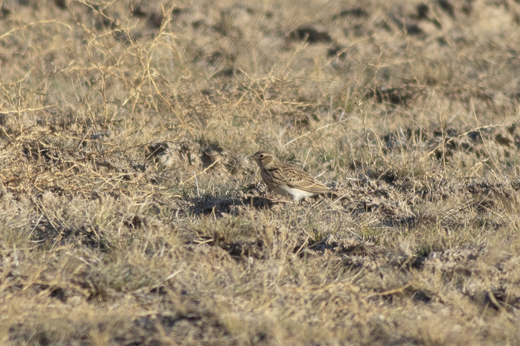 Eurasian Skylark